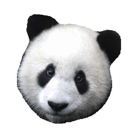 Panda Sticker by imoji for iOS & Android | GIPHY