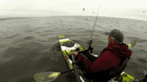 Kayaking surprise