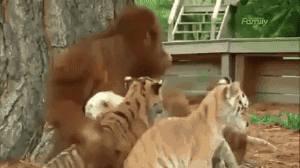 This Is Love in animals gifs