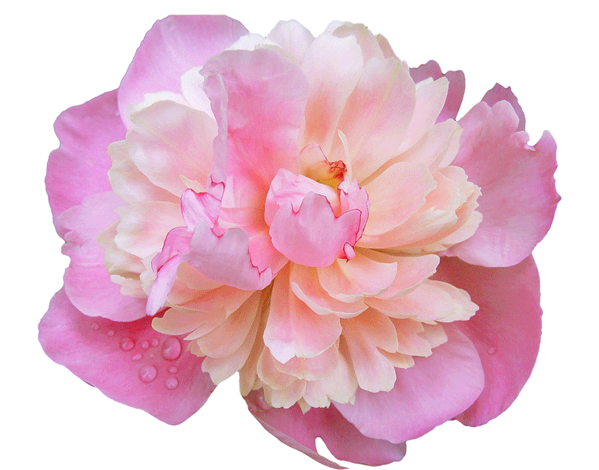 Spring Garden Sticker by Jess Mac for iOS & Android GIPHY