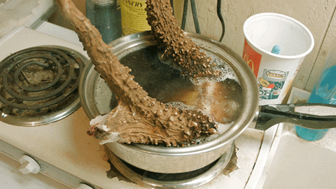 Deer GIFs - Find & Share on GIPHY