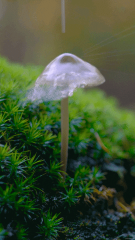 Mushroom GIFs - Find & Share on GIPHY