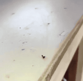Ant Sacrifice in funny gifs