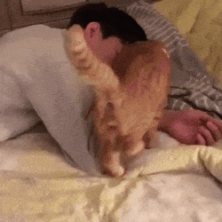 Cat Love You in funny gifs