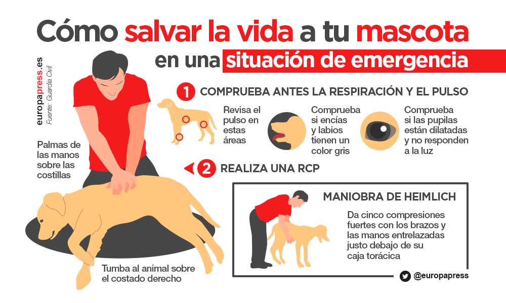 Cómo salvar la vida a tu mascota en una situación de emergencia