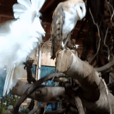 животные, которым плевать на всё, животные без принципов