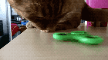 Cat And Fidget in funny gifs