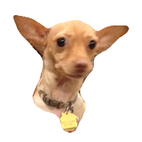 Chihuahua Sticker by imoji for iOS & Android | GIPHY
