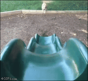 Monday For Me in animals gifs