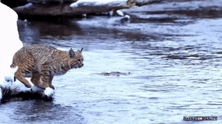 That Hell One Jump in animals gifs