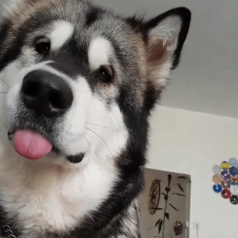 собаки с высунутыми языками, смешные собаки языки