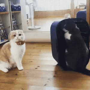 Anger Management in funny gifs
