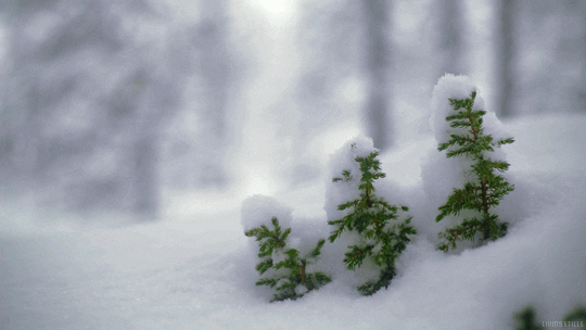 계절, 날씨, 자연, 겨울, 눈, 나무