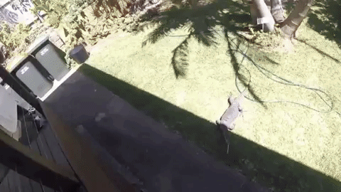 редкие животные, смешные животные, пугающие животные