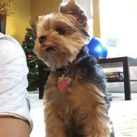 собаки с высунутыми языками, смешные собаки языки