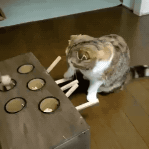 I Will Get You One Day in animals gifs