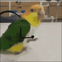 external_gif