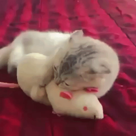 Смешные животные, животные ведут себя странно, нелепые животные