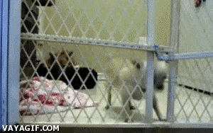 Should Not Try this in animals gifs