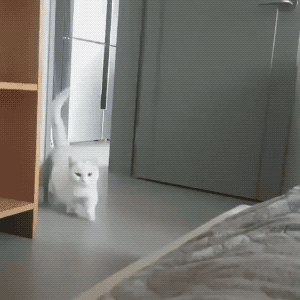 Time For Morning Stretch in funny gifs