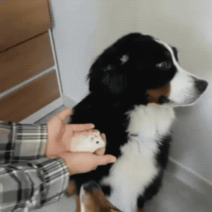 Put That Thing Away in animals gifs