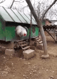 Scary Chicken GIFs - Find & Share on GIPHY