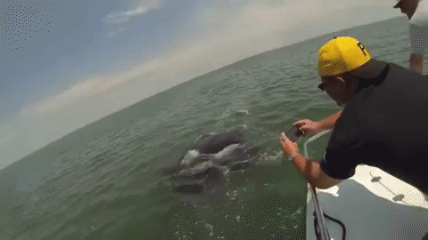 редкие животные, смешные животные, пугающие животные