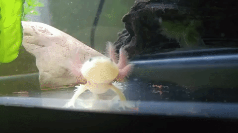 2559 Best R Axolotls Images On Pholder So I Accidentally Turned This Photo Into A Gif With Crap Quality A Few Minutes Ago When I Posted Let S Try This One More Time