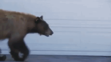 Human And Bear Scare Each Other in animals gifs