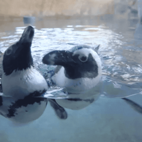 Friends Swim GIF by San Diego Zoo - Find & Share on GIPHY