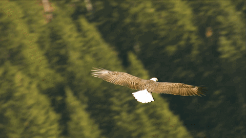 Image result for gif Eagles soaring gif