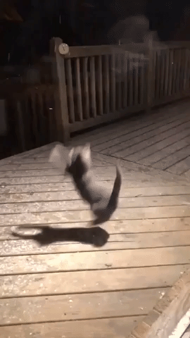 Cat Catching Snowflakes in animals gifs