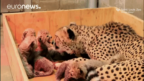 Zoo Cheetah GIF by euronews - Find & Share on GIPHY