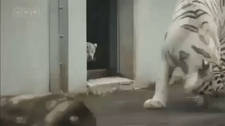 Baby Tiger Are Evil in funny gifs