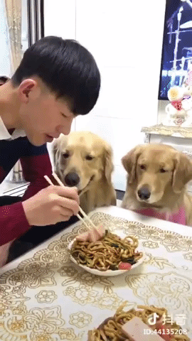 Dog Want Dog Get in funny gifs