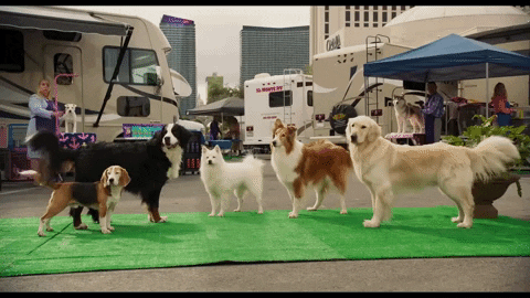 Tail GIF by Show Dogs Movie - Find & Share on GIPHY