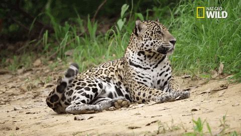 Jaguar GIFs - Get the best GIF on GIPHY