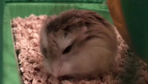 https://media.giphy.com/media/xUNda1v4e6VnraR7RS/giphy.gif