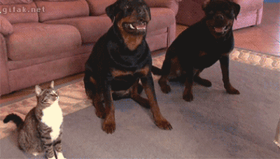 Cat Just Want To Dogs in funny gifs