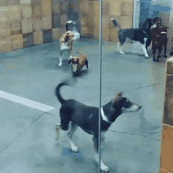 Found Peace in animals gifs