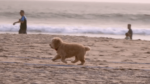 Beaches GIFs - Find & Share on GIPHY