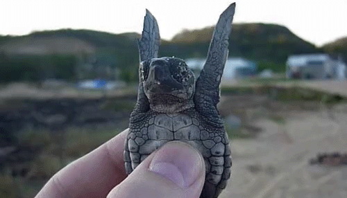28 Tiny Tiny Baby Animals That Will Melt You Cuteness