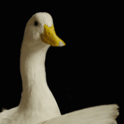 For the Bama fans who've followed Saban closely.. SEC Rant