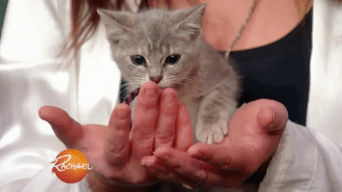 Adopt North Shore Animal League GIF by Rachael Ray Show