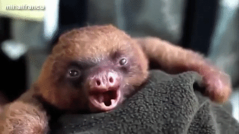 28 Tiny Tiny Baby Animals That Will Melt You Cuteness