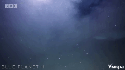 акулы едят кита, акулы подводная съёмка, акулы напали в воде