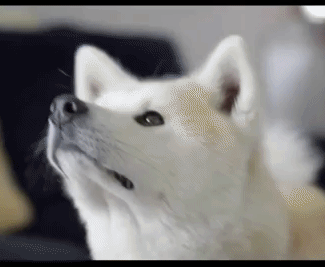 Furbo | Cámara para perros | Lanzamiento de golosinas09