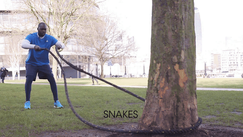 snakes-battle-ropes