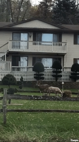 олень с пластиковой фигурой, олень на лужайке, олень пытался заняться сексом