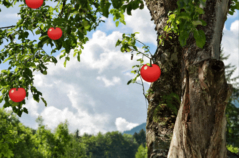 animated apple falling from a tree gif